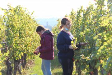 20211008_vendanges-domainedelecole_rouffach_01.JPG