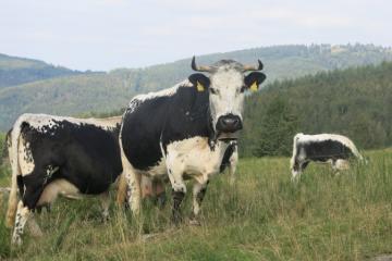 Coram-Perheux-IMG_6275.JPG