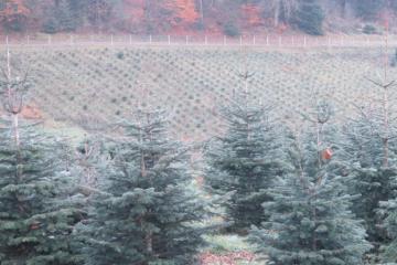 Sapins-Loew- (19).JPG