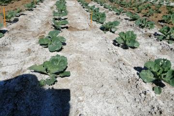 IMG__Altiz_Planete_legumes_projet_altise_choux_protection_plantes_2023_10601_100802.jpg