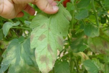 Resistom_cladosporiose_tomates_taches_feuille_protection_plantes_2023.JPG